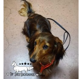 TOPAZ - Dachshund