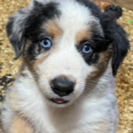 Australian Shepherd Puppies from Log House Farm Aussies