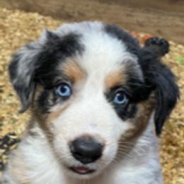 Australian Shepherd Puppies from Log House Farm Aussies