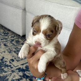 Miniature Australian Shepherd Puppies from Rolling Waves Mini Aussie
