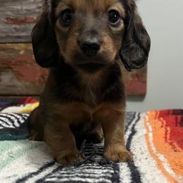 Dachshund Puppies from ATR Dachshunds