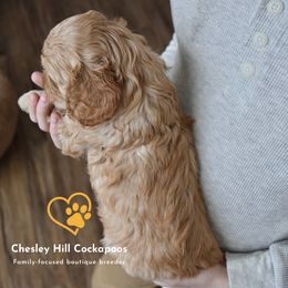 Cockapoo Puppies from Chesley Hill Cockapoos
