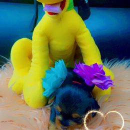 Yorkshire Terrier Puppies from Joy Riley's Yorkies