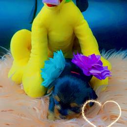 Yorkshire Terrier Puppies from Joy Riley's Yorkies