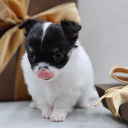 Priscilla - Black and white female Chihuahua puppy in Tulsa, Oklahoma from H-3 Chihuahuas