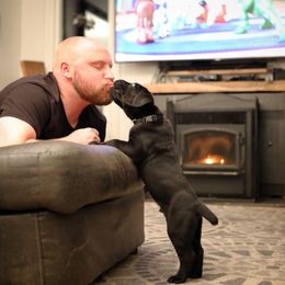 Cane Corso Puppies from Royal Cane Corso