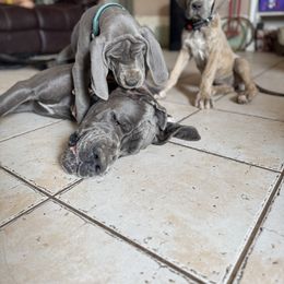 Teal collar (formerly Beige collar), blue female - Blue female Great Dane puppy in Wimberley, Texas from Heart of Texas Great Danes