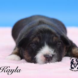 Kayla - Black tri female Miniature Australian Shepherd puppy in Weeki Wachee, Florida from Arlington's Mini Aussies