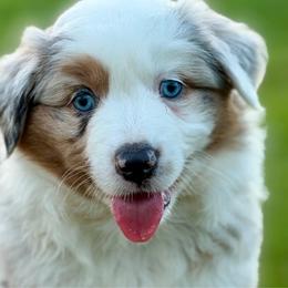Rosetta - Blue merle female Miniature American Shepherd puppy in Clinton, Missouri from Mockingbirds American Minis