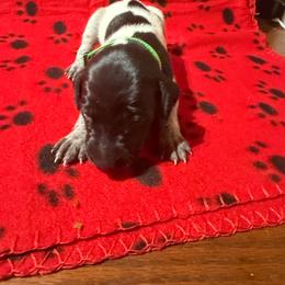 Green - Black roan female German Shorthaired Pointer puppy in Jackson, Georgia from Rosengrace Gsps (formerly Tiner GSP’s)