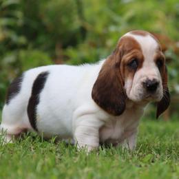 Ramoura - Black white and brown female Basset Hound puppy in Pollock, Missouri from Northstar