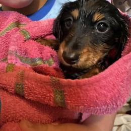 Dachshund Puppies from Birkin’ Paws