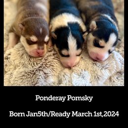 Pomsky Puppies from Ponderay Pomsky