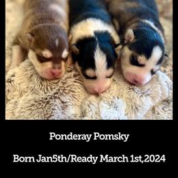 Pomsky Puppies from Ponderay Pomsky