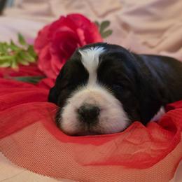 Flurry - Black white and tan female English Springer Spaniel puppy in Cookeville, Tennessee from Krossroads Kennel