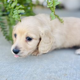 Dachshund Puppies from Lala’s Pups