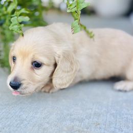 Dachshund Puppies from Lala’s Pups