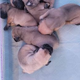 Bullmastiff Puppies from Sunny Beach Bullmastiffs