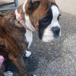 Boxer Puppies from SmashBox Kennel