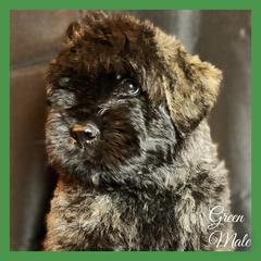 Bouvier des Flandres Puppies from Mathes Bouvier des Flandres