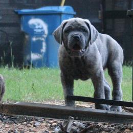 Cane Corso from Dolce Luna Corsos