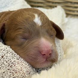 Blue Boy - Red  male Goldendoodle puppy in Meridian, Idaho from Table Rock Legacy Doodles
