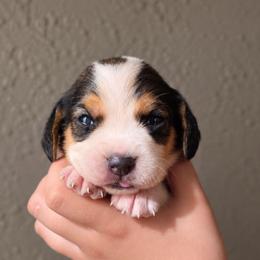 Twix - Black tan and white male Beagle puppy in Lake City, Florida from Sunkissed Beagles