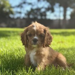 Alfie - Ruby male Cavalier King Charles Spaniel puppy in Blanding, Utah from Blue House Cavaliers