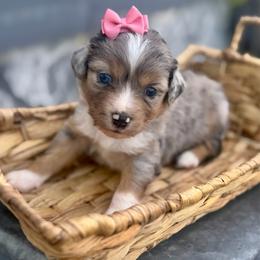 Coral - Blue merle female Miniature Australian Shepherd puppy in 32046, Florida from River Hill Ranch