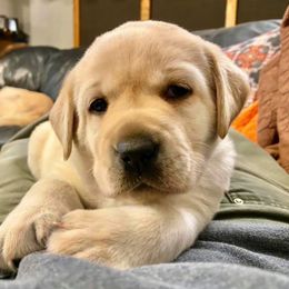 Labrador Retriever Puppies from Lonedove Kennels