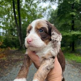 Chi Cha - Chocolate merle female Bernedoodle puppy in New Ringgold, Pennsylvania from Hawk Mountain Doodles