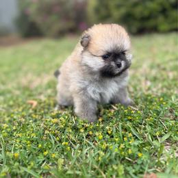 Peaches - Orange sable female Pomeranian puppy in Lillington, North Carolina from Dignified Poms