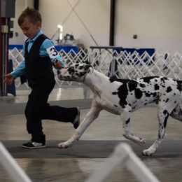 Great Dane Puppies from Dunn Right Ranch