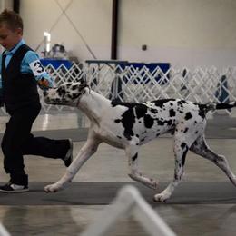 Great Dane Puppies from Dunn Right Ranch