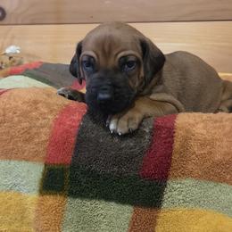 Boy 2 - Rd whtn blk nose male Rhodesian Ridgeback puppy in Gaffney, South Carolina from Circle D Farms