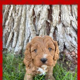 Cavapoo Puppies from Preston’s cavapoos