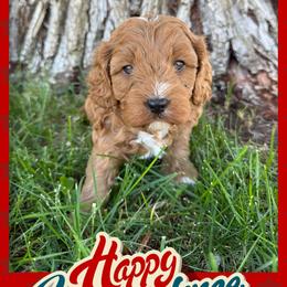 Cavapoo Puppies from Preston’s cavapoos