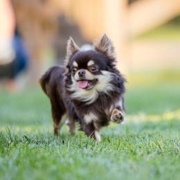 Bruno - Chihuahua
