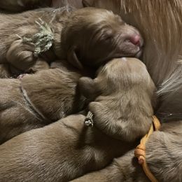 Boy 2 - Golden Retriever puppy from Red Ridge Retrievers