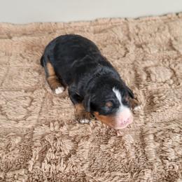 Rex - Tri-color male Bernedoodle puppy in East Earl, Pennsylvania from Mountainside Puppies