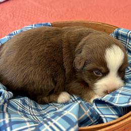 Rudolph - Red tri male Miniature Australian Shepherd puppy in Port Saint Lucie, Florida from Charlene Brannon's Mini Australian Shepherds