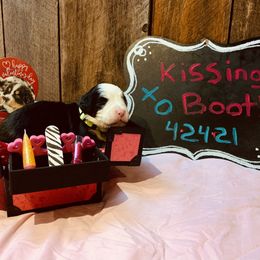 Bernese Mountain Dog Puppies from Stone Hill Farm