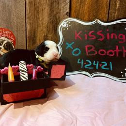 Bernese Mountain Dog Puppies from Stone Hill Farm