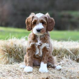 Australian Labradoodle Puppies from Snooze and Sniff Labradoodles
