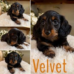 Velvet - AKC - Silky - Black and tan female Dachshund puppy in Kemp, Texas from Koli Acres