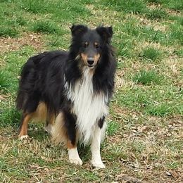 Shetland Sheepdogs from Carlin's Shelties