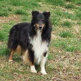 Shetland Sheepdogs from Carlin's Shelties