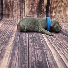 Blue collar - Gray male Cane Corso puppy in Fritch, Texas from Carrie Brown's Cane Corsos