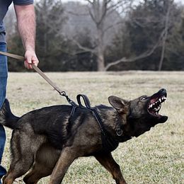 German Shepherds from WMD German Shepherds