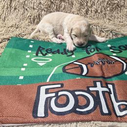 Woodstock - Cream male Aussiedoodle puppy in Cumberland, Rhode Island from W Doodle Crew
